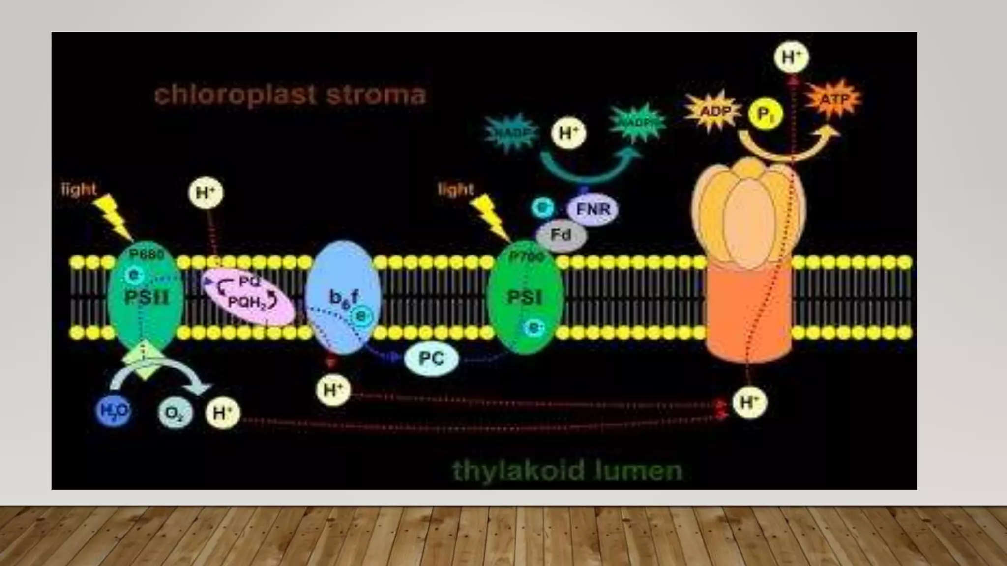 Electron transport chain plant physiology.pptx