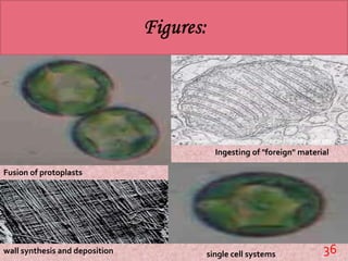 Presentation of plant protoplasts | PPTX