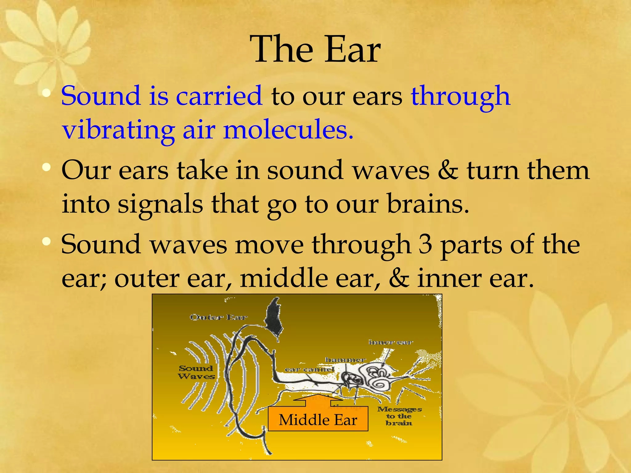 The Ear
• Sound is carried to our ears through
  vibrating air molecules.
• Our ears take in sound waves & turn them
  into signals that go to our brains.
• Sound waves move through 3 parts of the
  ear; outer ear, middle ear, & inner ear.



                  Middle Ear
 