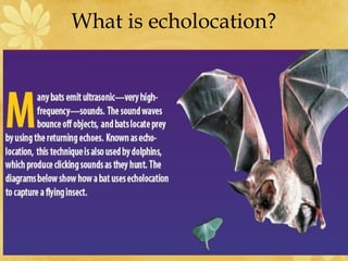 What is echolocation?
 