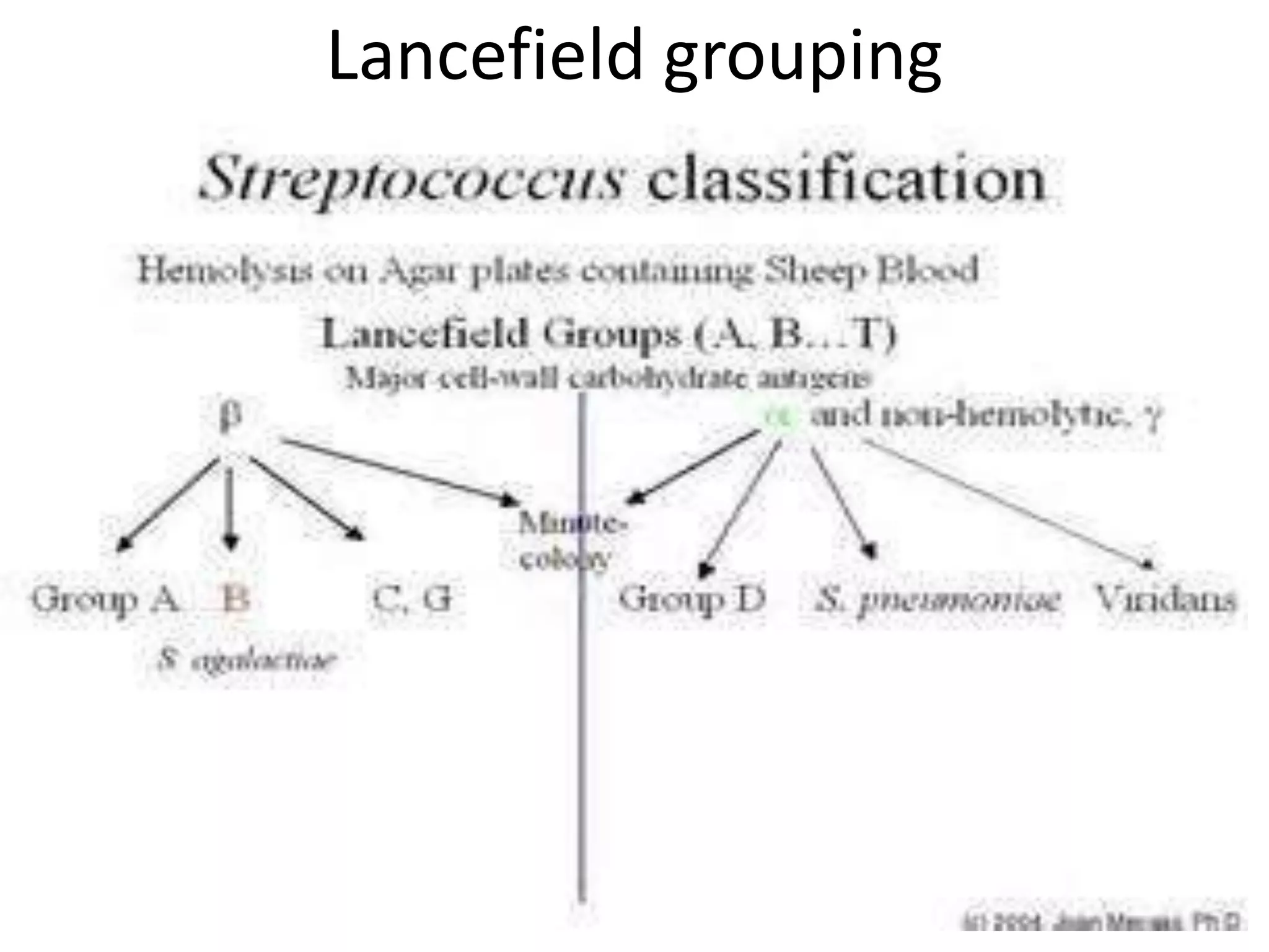 Lancefield grouping
 