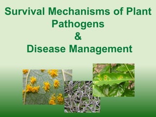 Survival Mechanisms of Plant
Pathogens
&
Disease Management
 