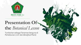 Presentation Of
the Botanical Lesson
BEST FOR YouO R G A N I C S C O M P A N Y
Tumbuhan sebagaiTanaman berguna di
Perkebunan ( LCC dan Benefical Plant)
 
