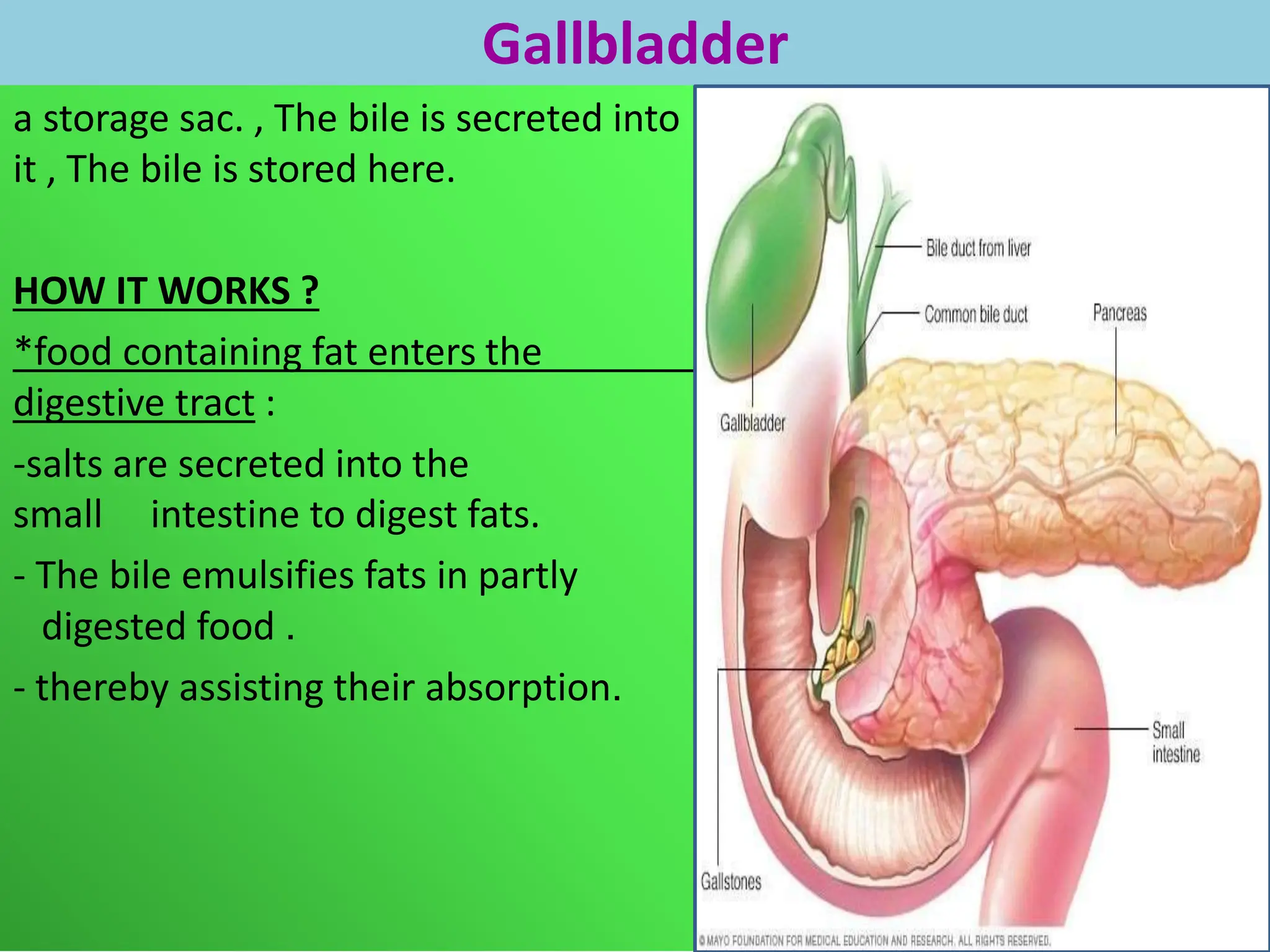 presentation of the human digestive system.pptx