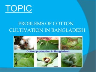 TOPIC
PROBLEMS OF COTTON
CULTIVATION IN BANGLADESH
 
