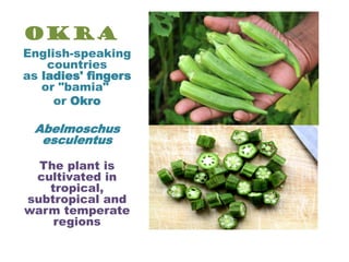 okra benefits | PDF