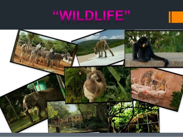 Presentation on nature and wildlife conservation