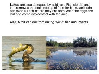 Acid Rain | PDF