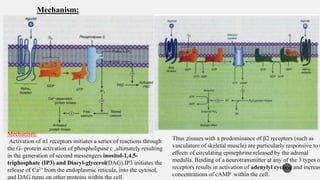 10
Mechanism:
Mechanism:
Activation of α1 receptors initiates a series of reactions through
the G- protein activation of phospholipase c ,ultimately resulting
in the generation of second messengers inositol-1,4,5-
triphosphate (IP3) and Diacyl-glycerol(DAG).IP3 initiates the
release of Ca2+ from the endoplasmic reticula, into the cytosol,
and DAG turns on other proteins within the cell.
Thus ,tissues with a predominance of β2 receptors (such as
vasculature of skeletal muscle) are particularly responsive to t
effects of circulating epinephrine released by the adrenal
medulla. Binding of a neurotransmitter at any of the 3 types o
receptors results in activation of adenylyl cyclase and increas
concentrations of cAMP within the cell.
 