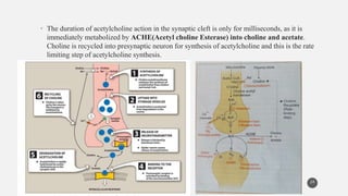 • The duration of acetylcholine action in the synaptic cleft is only for milliseconds, as it is
immediately metabolized by ACHE(Acetyl choline Esterase) into choline and acetate.
Choline is recycled into presynaptic neuron for synthesis of acetylcholine and this is the rate
limiting step of acetylcholine synthesis.
24
 