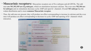 • Muscarinic receptors: Muscarinic receptors are of five subtypes and all GPCRs. The odd
ones are M1,M3,M5 are Gq subtypes, which on stimulation increases calcium. The even ones M2,M4 are
Gi subtypes and on stimulation decrease cyclic AMP and open K+ channels .Overall M3 subtype has the
widest distribution and is most common Muscarinic receptor.
• Thus, the odd ones are present ,they will produce an effect corresponding to increase in calcium and the even
ones will produce an effect corresponding to decrease in cyclic AMP and opening of K+ channels which
relaxation.
26
 