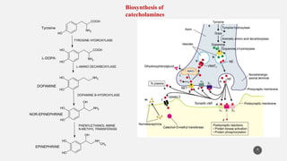 4
O
H
COOH
NH2
O
H
O
H
COOH
NH2
O
H
O
H
NH2
O
H
O
H
NH2
OH
O
H
O
H
NH
CH3
OH
Tyrosine
TYROSINE HYDROXYLASE
L-DOPA
L-AMINO DECARBOXYLASE
DOPAMINE
DOPAMINE B-HYDROXYLASE
NOR-EPINEPHRINE
PHENYLETHANOL AMINE
N-METHYL TRANSFERASE
EPINEPHRINE
Biosynthesis of
catecholamines
 