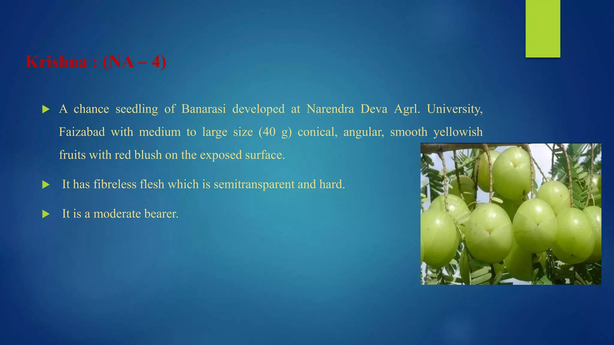Krishna : (NA – 4)
 A chance seedling of Banarasi developed at Narendra Deva Agrl. University,
Faizabad with medium to large size (40 g) conical, angular, smooth yellowish
fruits with red blush on the exposed surface.
 It has fibreless flesh which is semitransparent and hard.
 It is a moderate bearer.
 