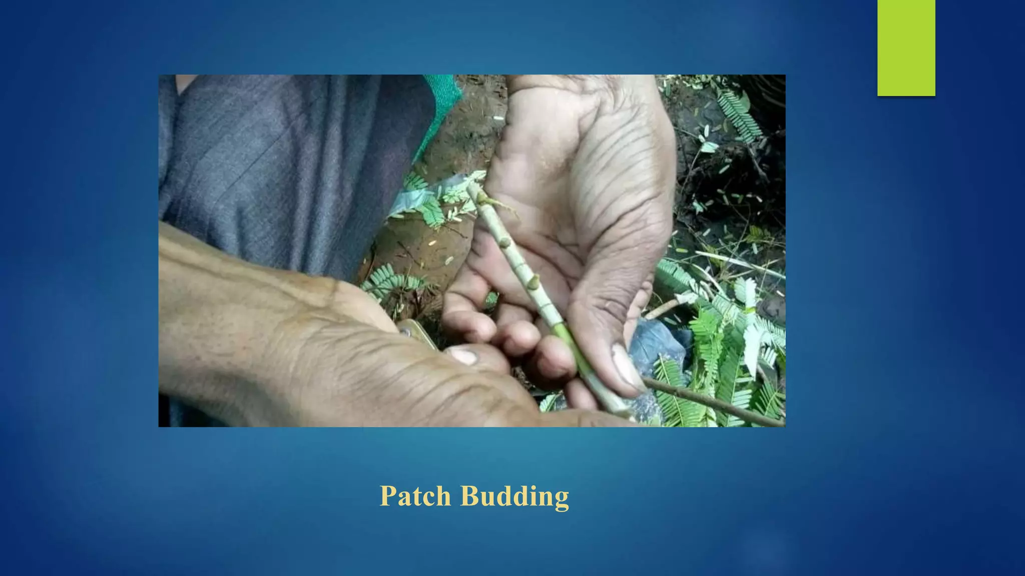 Patch Budding
 