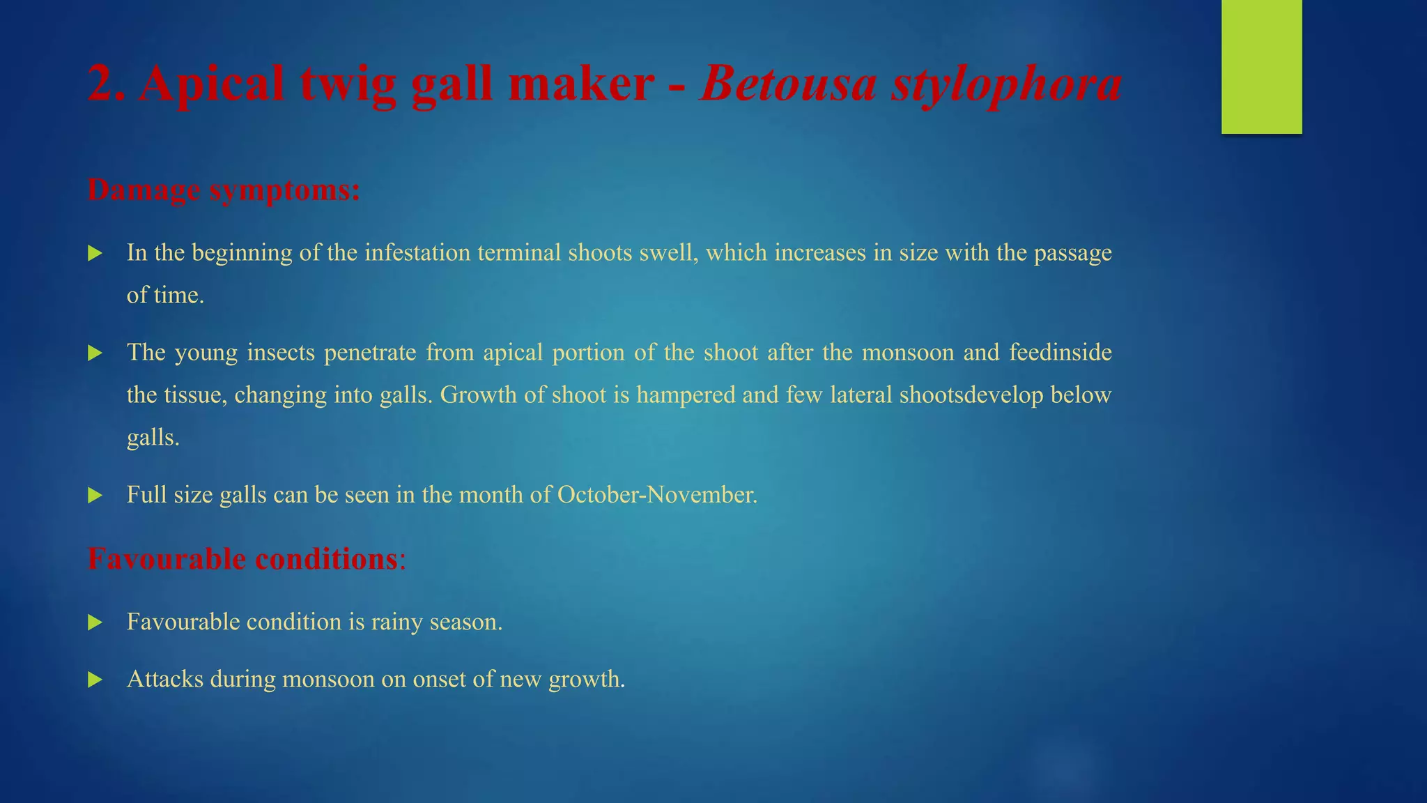 2. Apical twig gall maker - Betousa stylophora
Damage symptoms:
 In the beginning of the infestation terminal shoots swell, which increases in size with the passage
of time.
 The young insects penetrate from apical portion of the shoot after the monsoon and feedinside
the tissue, changing into galls. Growth of shoot is hampered and few lateral shootsdevelop below
galls.
 Full size galls can be seen in the month of October-November.
Favourable conditions:
 Favourable condition is rainy season.
 Attacks during monsoon on onset of new growth.
 
