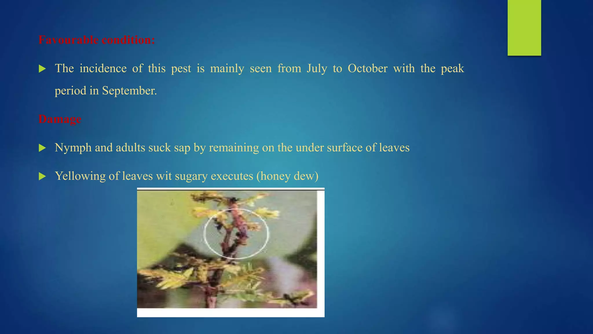 Favourable condition:
 The incidence of this pest is mainly seen from July to October with the peak
period in September.
Damage
 Nymph and adults suck sap by remaining on the under surface of leaves
 Yellowing of leaves wit sugary executes (honey dew)
 