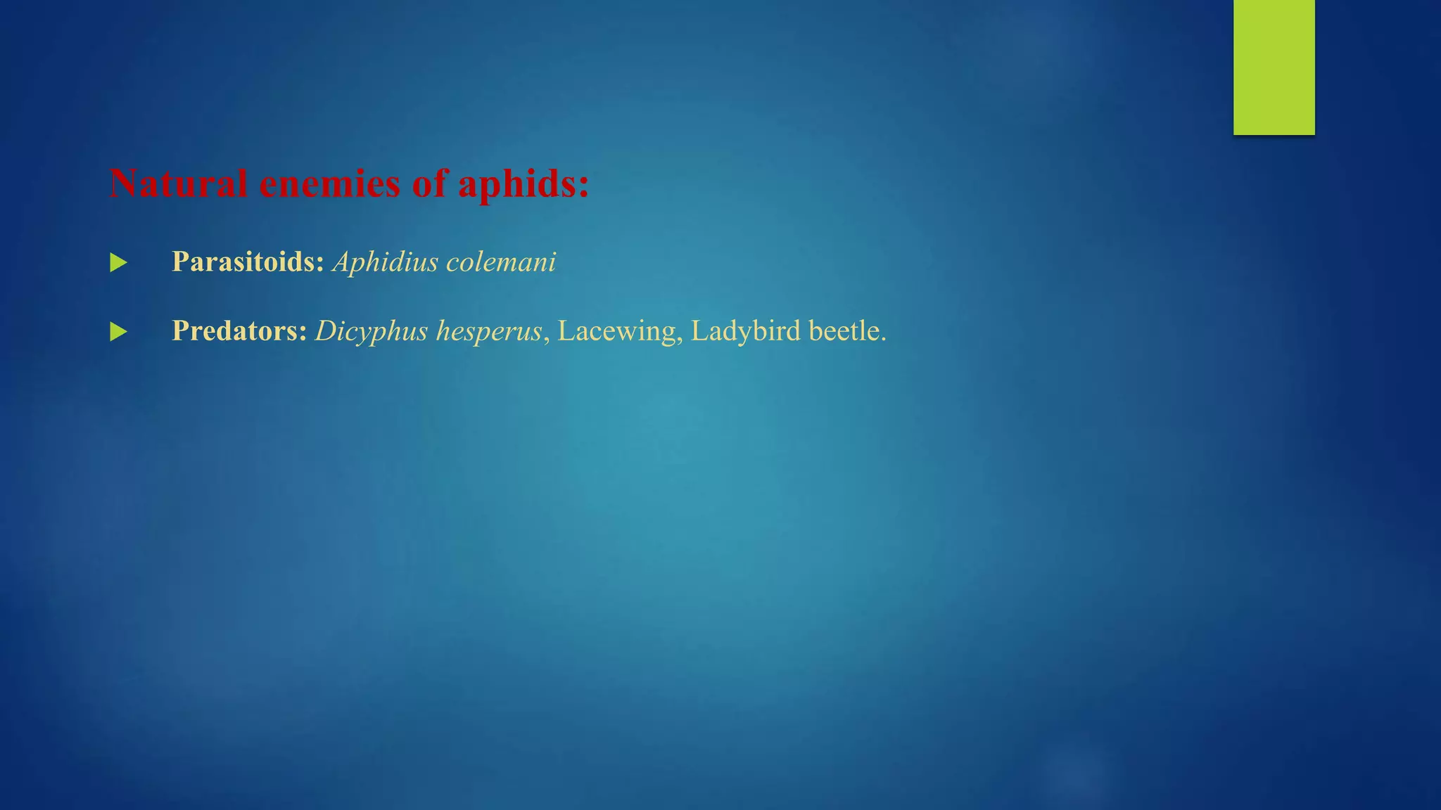 Natural enemies of aphids:
 Parasitoids: Aphidius colemani
 Predators: Dicyphus hesperus, Lacewing, Ladybird beetle.
 