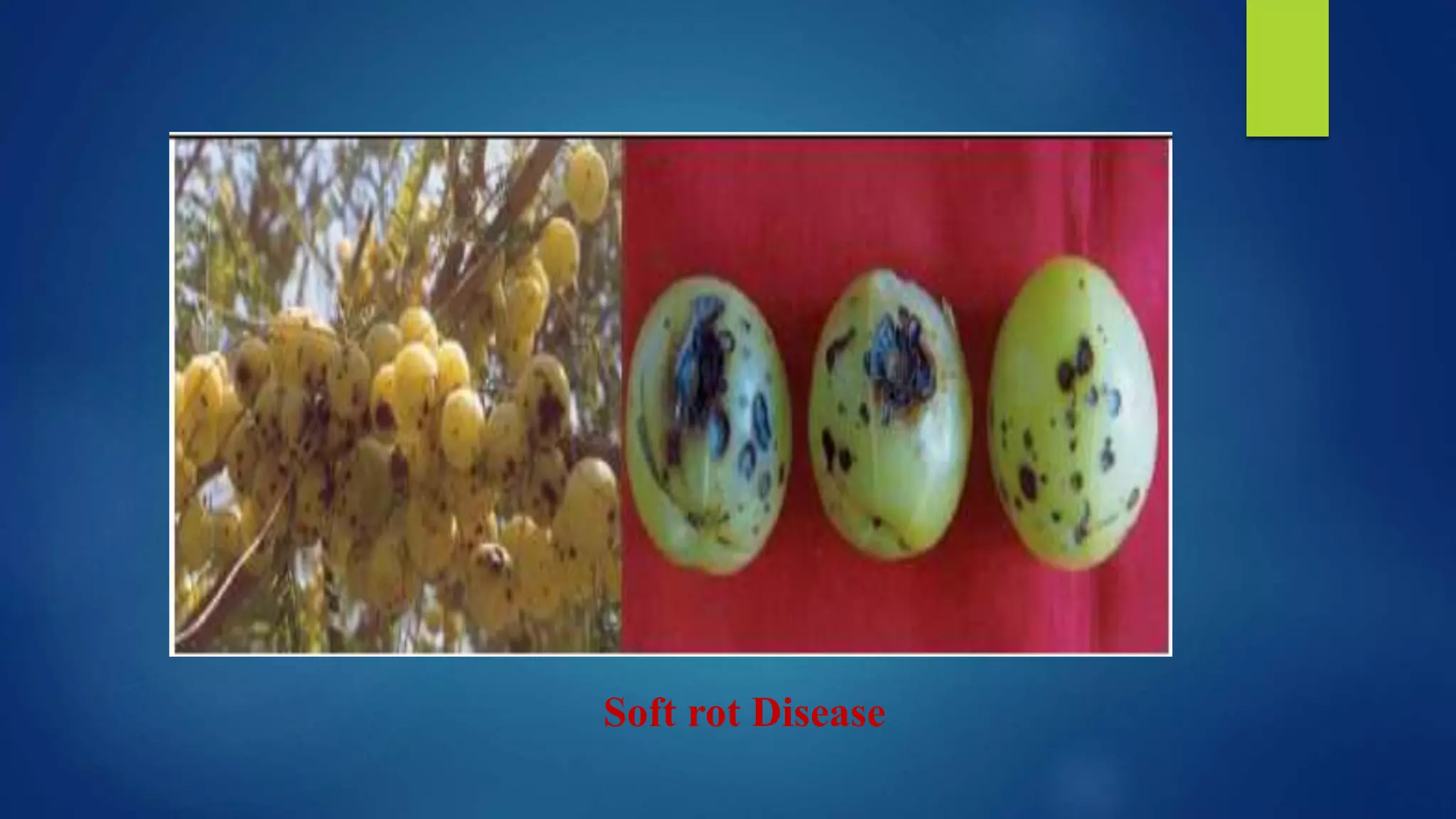 Soft rot Disease
 