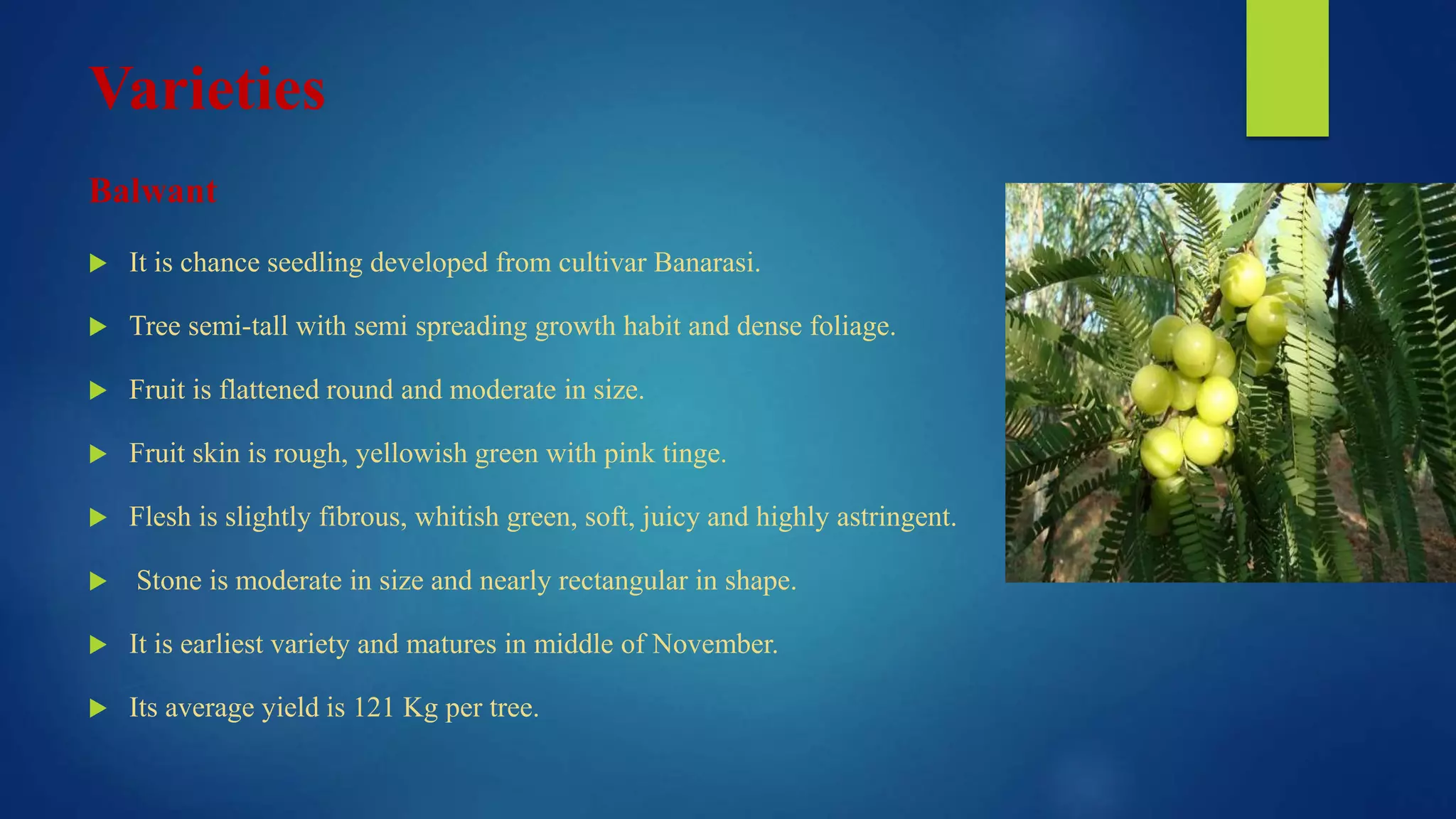 Varieties
Balwant
 It is chance seedling developed from cultivar Banarasi.
 Tree semi-tall with semi spreading growth habit and dense foliage.
 Fruit is flattened round and moderate in size.
 Fruit skin is rough, yellowish green with pink tinge.
 Flesh is slightly fibrous, whitish green, soft, juicy and highly astringent.
 Stone is moderate in size and nearly rectangular in shape.
 It is earliest variety and matures in middle of November.
 Its average yield is 121 Kg per tree.
 