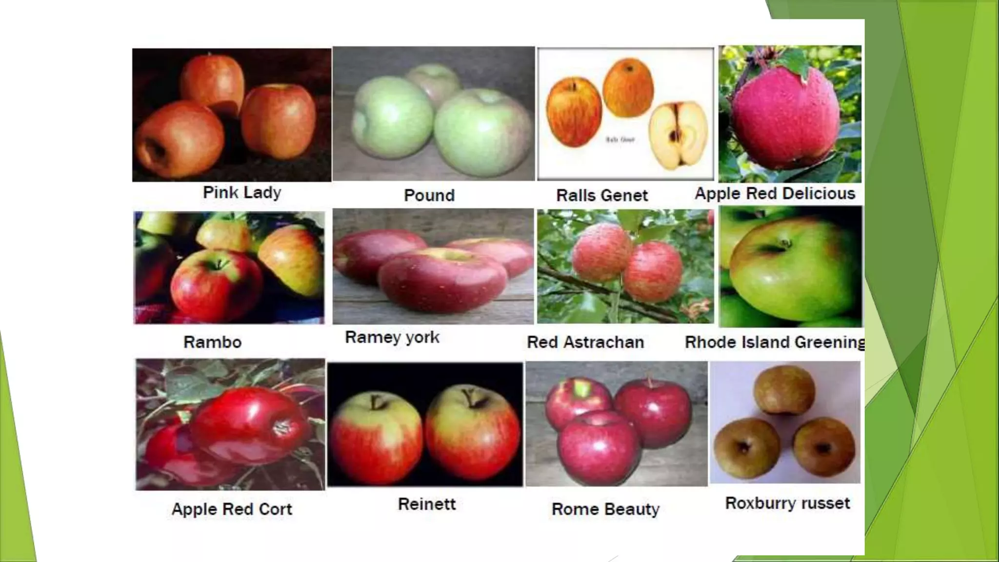 Breeding of Apple | PPTX