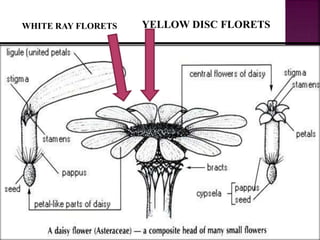 Presentation On Bellis Perennis