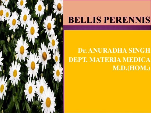 Presentation On Bellis Perennis
