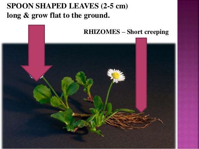 Presentation On Bellis Perennis
