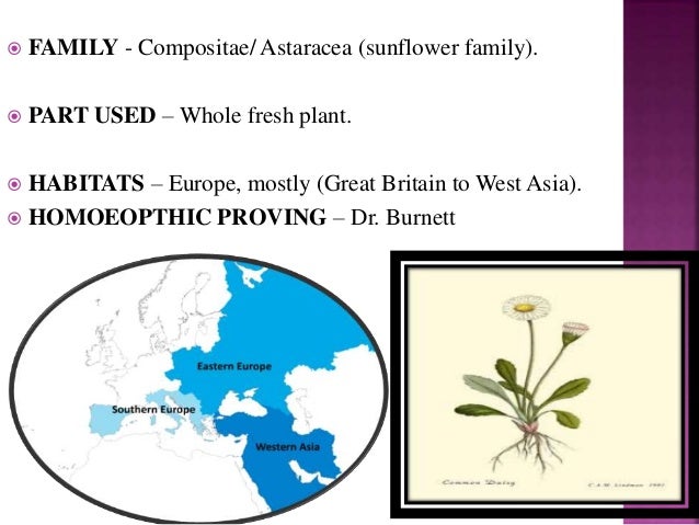 Presentation On Bellis Perennis