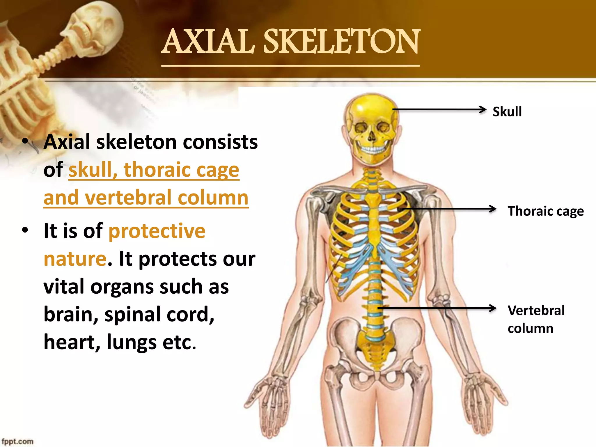 Presentation on bones | PPSX