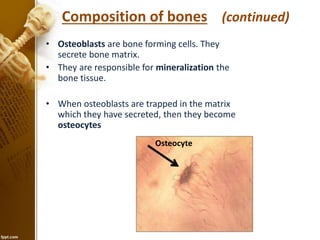• Osteoblasts are bone forming cells. They
secrete bone matrix.
• They are responsible for mineralization the
bone tissue.
• When osteoblasts are trapped in the matrix
which they have secreted, then they become
osteocytes
Composition of bones (continued)
Osteocyte
 