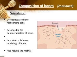 Osteoclasts :
• Osteoclasts are bone
reabsorbing cells.
• Responsible for
demineralization of bone.
•
• Important role in re-
modeling of bone.
• Also recycle the matrix.
Composition of bones (continued)
 
