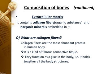 • Extracellular matrix
It contains collagen fibers(organic substance) and
inorganic minerals embedded in it.
Q) What are collagen fibers?
Collagen fibers are the most abundant protein
in human body.
It is a kind of fibrous connective tissue.
 They function as a glue in the body, i.e. it holds
together all the body structures.
Composition of bones (continued)
 