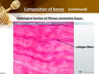 Composition of bones (continued)
Histological Section of Fibrous connective tissue :
 