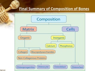Final Summary of Composition of Bones
 