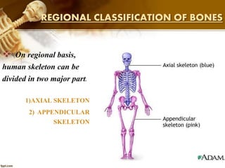 REGIONAL CLASSIFICATION OF BONES
 On regional basis,
human skeleton can be
divided in two major parts:
1)AXIAL SKELETON
2) APPENDICULAR
SKELETON
 
