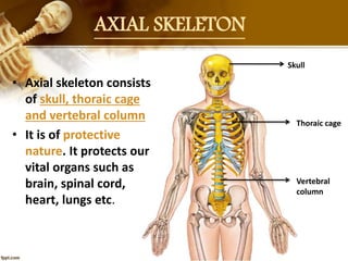 AXIAL SKELETON
Skull
Thoraic cage
Vertebral
column
• Axial skeleton consists
of skull, thoraic cage
and vertebral column
• It is of protective
nature. It protects our
vital organs such as
brain, spinal cord,
heart, lungs etc.
 