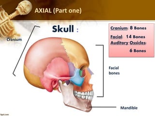 AXIAL (Part one)
Cranium: 8 Bones
Facial: 14 Bones
Auditory Ossicles:
6 Bones
Skull :
Cranium
Facial
bones
Mandible
 