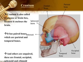 Cranium
Cranium is also called
braincase or brain box,
because it encloses the
brain.
It has paired bones
which are parietal and
temporal bones.
And others are unpaired,
these are frontal, occipital,
sphenoid and ethmoid
Frontal
Bone
Parietal
bone
Occipital
boneTemporal
bone
Sphenoid
bone
Ethmoid
 