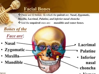 Facial Bones
• Nasal
• Zygomatic
• Maxilla
• Mandible
• Lacrimal
• Palatine
• Inferior
nasal
choncha
Bones of the
Face are:
These are 22 bones. In which the paired are: Nasal, Zygomatic,
Maxilla, Lacrimal, Palatine, and inferior nasal choncha
And the unpaired ones are: mandible and vomer bones.
 