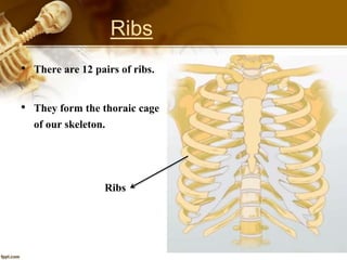 Ribs
• There are 12 pairs of ribs.
• They form the thoraic cage
of our skeleton.
Ribs
 