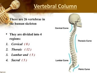 Vertebral Column
• There are 26 vertebrae in
the human skeleton
• They are divided into 4
regions:
1. Cervical ( 8 )
2. Thoraic ( 12 )
3. Lumbar and ( 5 )
4. Sacral ( 5 )
 
