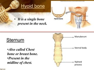 Hyoid bone
• It is a single bone
present in the neck.
Sternum
Manuberum
Sternal body
Xiphoid
process
•Also called Chest
bone or breast bone.
•Present in the
midline of chest.
 