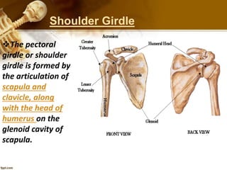 Shoulder Girdle
The pectoral
girdle or shoulder
girdle is formed by
the articulation of
scapula and
clavicle, along
with the head of
humerus on the
glenoid cavity of
scapula.
 