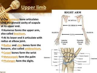 Upper limb
The humerus bone articulates
with the glenoid cavity of scapula
at its upper end.
Humerus forms the upper arm,
also called brachium.
At its lower end it articulate with
radius at elbow joint.
Radius and ulna bones form the
forearm, also called antibrachium.
Carpel bones form the wrist
Metacarpels form the palm
Phalanges form the digits.
 