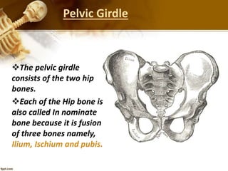 Pelvic Girdle
The pelvic girdle
consists of the two hip
bones.
Each of the Hip bone is
also called In nominate
bone because it is fusion
of three bones namely,
Ilium, Ischium and pubis.
 