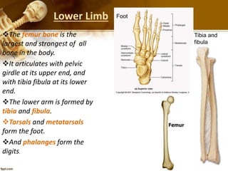 Lower Limb
The femur bone is the
largest and strongest of all
bone in the body.
It articulates with pelvic
girdle at its upper end, and
with tibia fibula at its lower
end.
The lower arm is formed by
tibia and fibula.
Tarsals and metatarsals
form the foot.
And phalanges form the
digits.
Tibia and
fibula
Foot
 