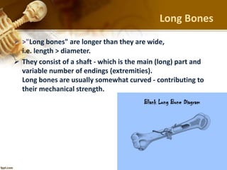 Long Bones
 >"Long bones" are longer than they are wide,
i.e. length > diameter.
 They consist of a shaft - which is the main (long) part and
variable number of endings (extremities).
Long bones are usually somewhat curved - contributing to
their mechanical strength.
 