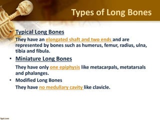 Types of Long Bones
• Typical Long Bones
They have an elongated shaft and two ends and are
represented by bones such as humerus, femur, radius, ulna,
tibia and fibula.
• Miniature Long Bones
They have only one epiphysis like metacarpals, metatarsals
and phalanges.
• Modified Long Bones
They have no medullary cavity like clavicle.
 