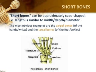 SHORT BONES
> "Short bones" can be approximately cube-shaped,
i.e. length is similar to width/depth/diameter.
The most obvious examples are the carpal bones (of the
hands/wrists) and the tarsal bones (of the feet/ankles)
 