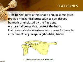 FLAT BONES
• "Flat bones" have a thin shape and, in some cases,
provide mechanical protection to soft tissues
beneath or enclosed by the flat bone.
e.g. cranial bones that protect the brain.
Flat bones also have extensive surfaces for muscle
attachments e.g. scapula (shoulder) bones.
 